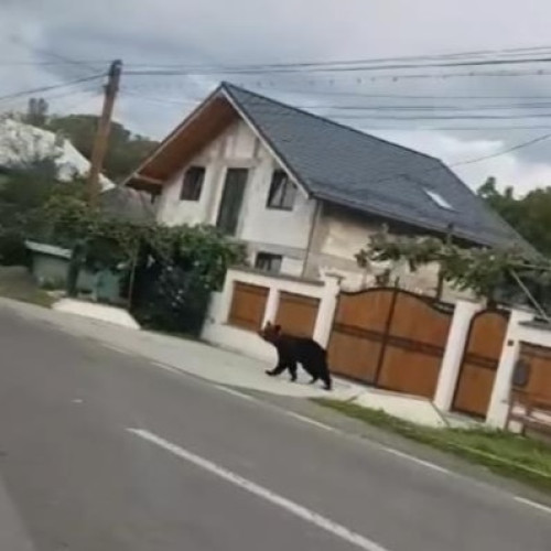 Ursul împușcat la Borlești era înregistrat cu GPS