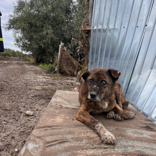 Pompierii nemteni ajută comunitățile afectate de inundații în județul Galați