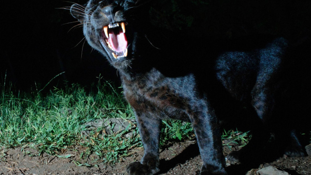 Val de îngrijorare în Bulgaria din cauza unei feline misterioase