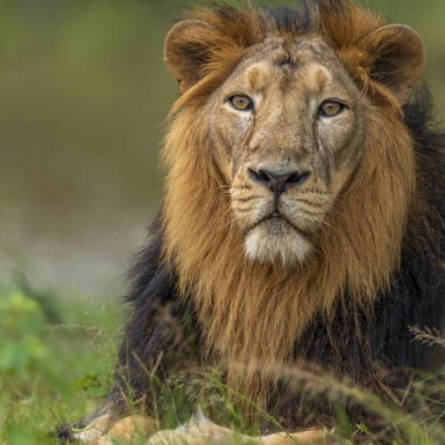 Leu domesticit urmărit de animalul său scapă și atacă o familie în Lahore