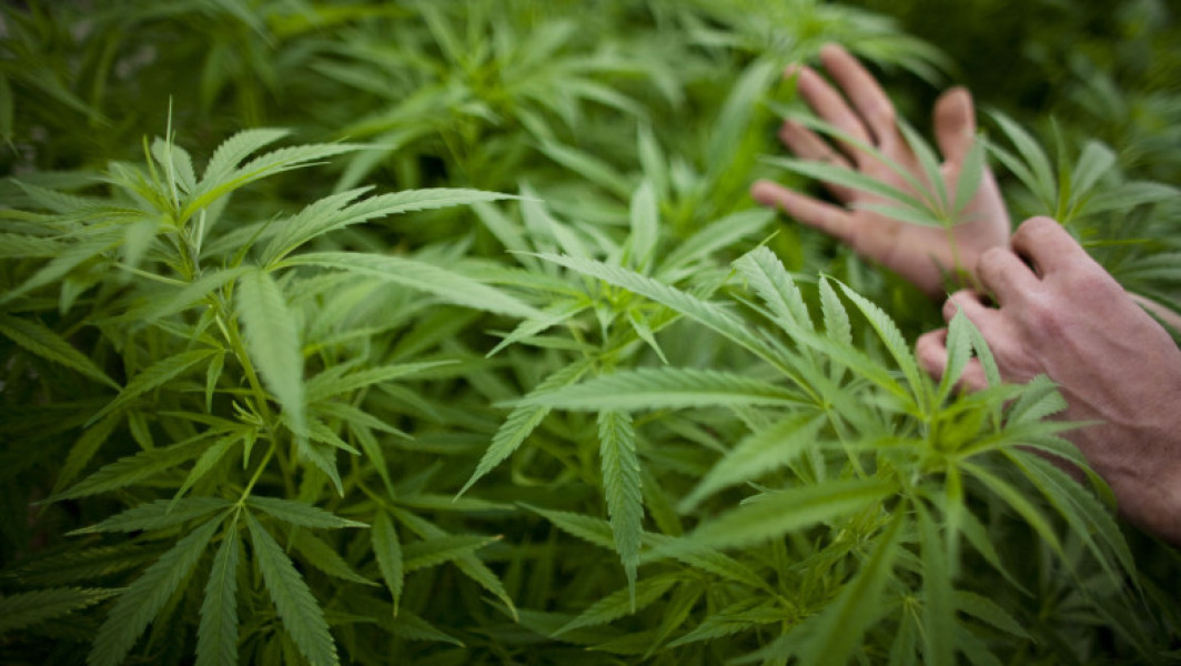 Germania, prima ţară europeană care legalizează canabisul pentru consum personal
