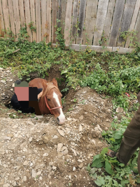 Un cal căzut într-o groapă a fost salvat la Vânători-Neamț