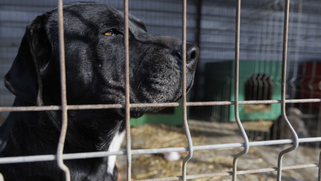 Proprietarii câinilor periculoși, obligați să înregistreze animalele și să plătească asigurare anuală. Rasele pentru care este impusă această măsură.